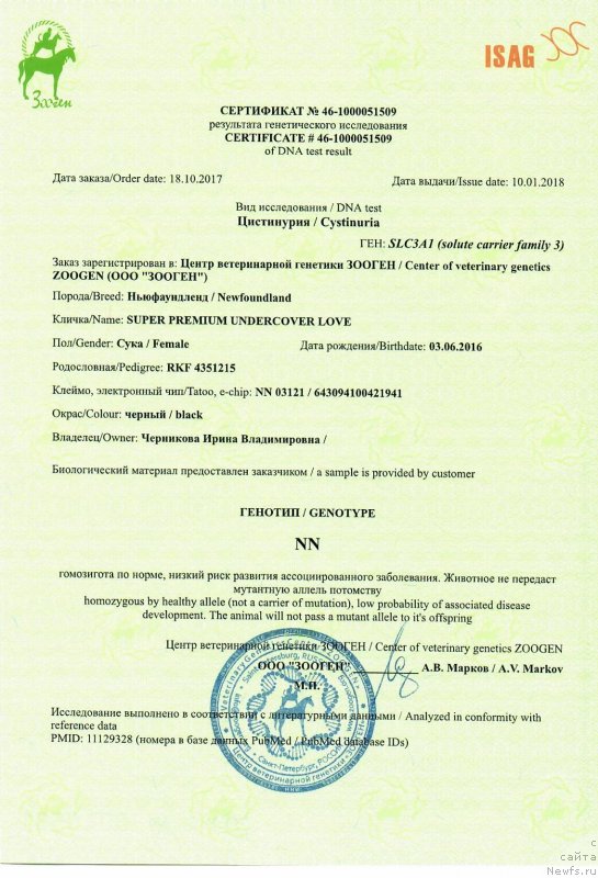 Фото: ньюфаундленд Супер Премиум Ундерковер Лове (Super Premium Undercover Love)