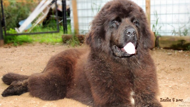 Фото: ньюфаундленд Енигматик Кингд Алвайс Ин Му Хеарт (Enigmatic kingd Always In My Heart)