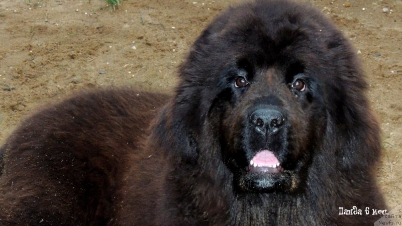 Фото: ньюфаундленд Енигматик Кингд Алвайс Ин Му Хеарт (Enigmatic kingd Always In My Heart)