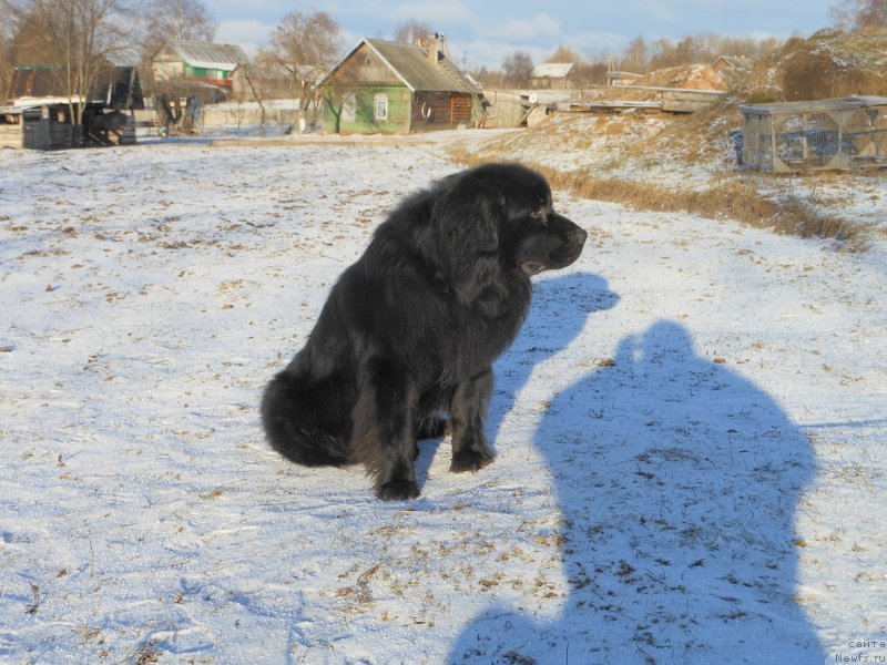 Фотография № 233052