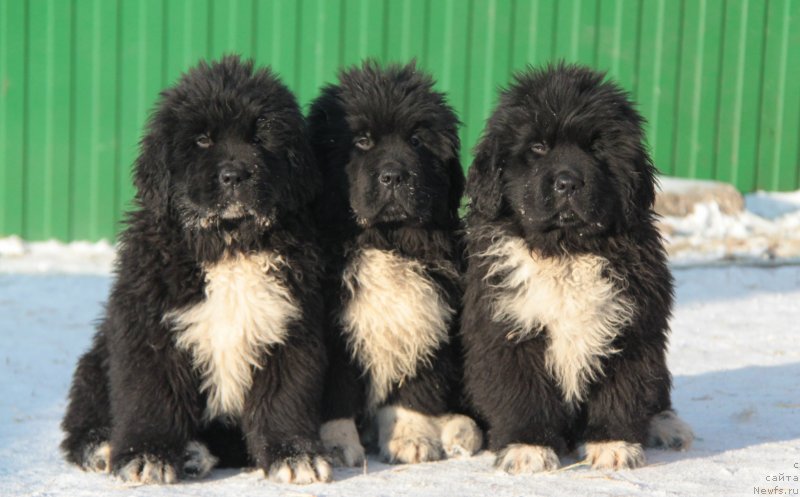 Фото: Фостер, Форбс, Фьерд