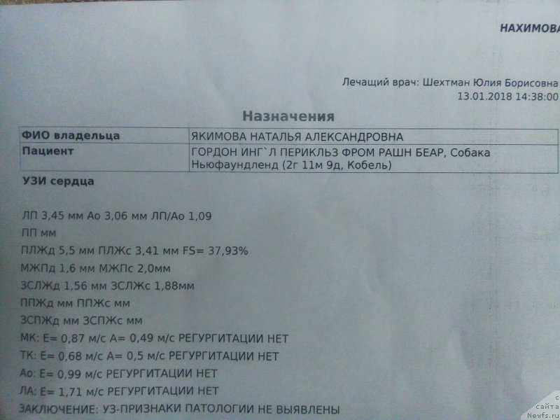 Фото: ньюфаундленд Гордон Инг'л Перикльз фром Рашн Беар