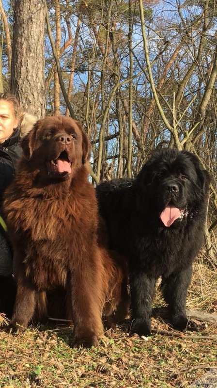 Фото: ньюфаундленд Ньюфорт Инстинкт Виннер Кнайт Итус