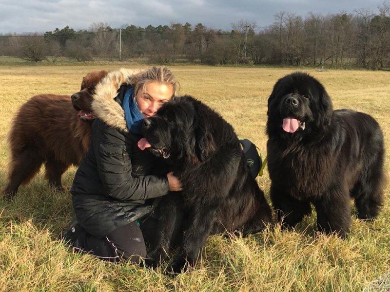 Фото: ньюфаундленд Ньюфорт Инстинкт Виннер Кнайт Итус