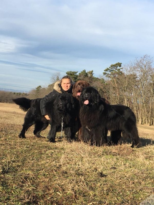 Фото: ньюфаундленд Ньюфорт Инстинкт Виннер Кнайт Итус