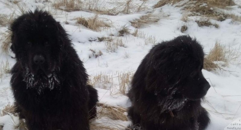 Фото: ньюфаундленд Dolce Vita Laskovyi Gigant, ньюфаундленд Интер Фоллоу зе Болл