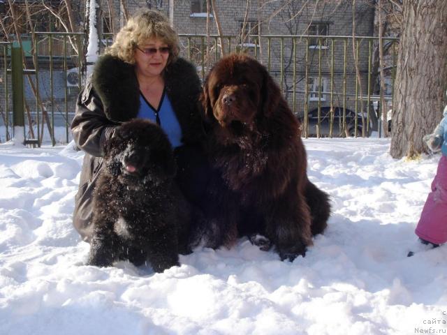 Фото: ньюфаундленд Капитан Ньюфорт, ньюфаундленд Супер Премиум Брабус, Ирина Панюшкина