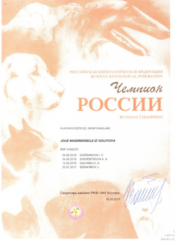 Фото: ньюфаундленд Jolie Mademuaselle iz Volotova (Жоли Мадемуазель из Волотова)