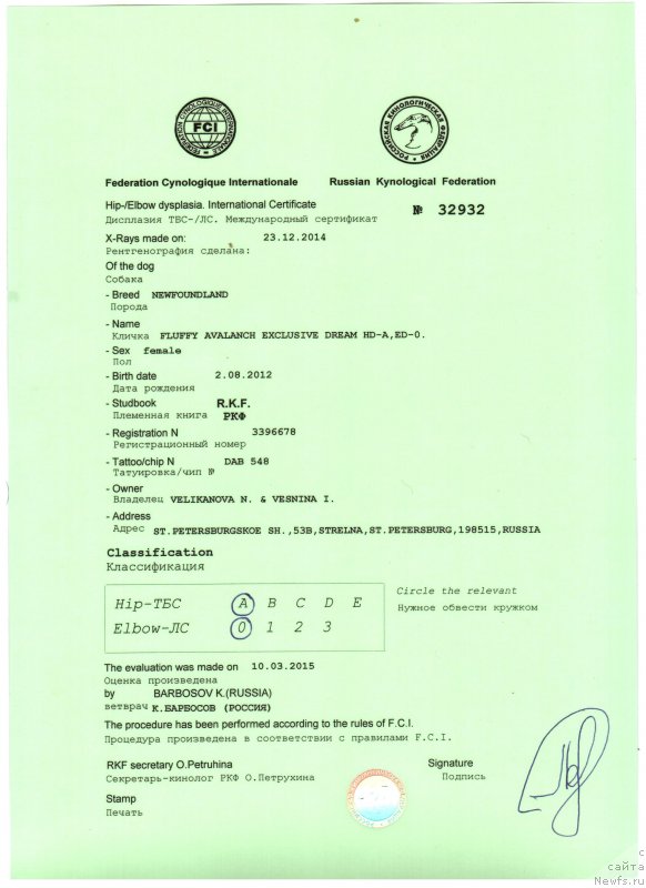 Фото: ньюфаундленд Флюфи Аваланч Эксклюсиве Дрим (Fluffy Avalanch Exclusive Dream)