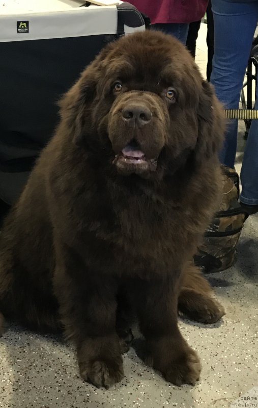 Фото: ньюфаундленд Чарли Де Бест Хелфи Пэл (Charli The Best Helfi Pel)