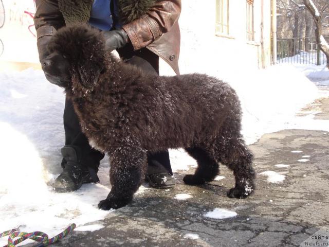 Фото: ньюфаундленд Капитан Ньюфорт