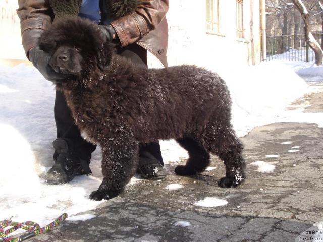 Фото: ньюфаундленд Капитан Ньюфорт