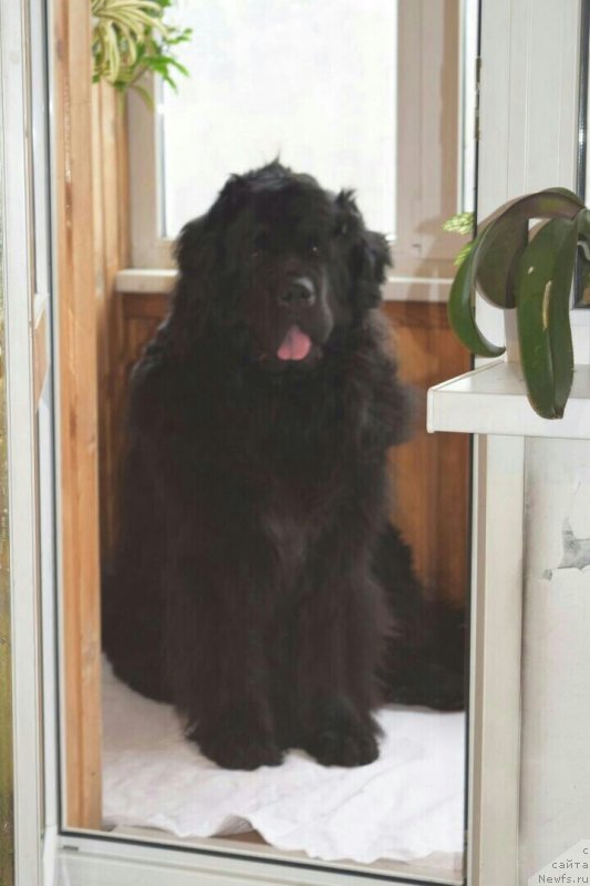 Фото: ньюфаундленд Питерньюф Имах (Piternyuf Imax)