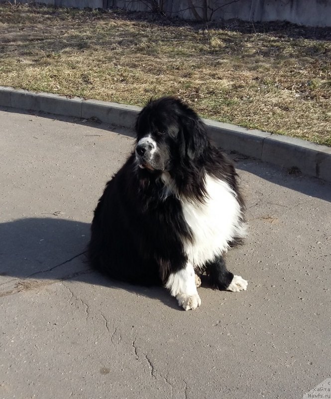 Фотография № 233094