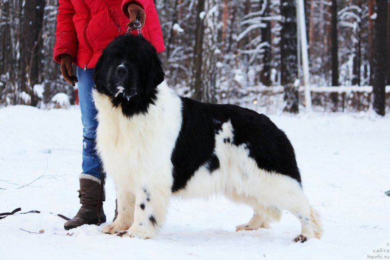 Фото: ньюфаундленд Kiss Princess Dreamblack