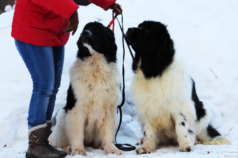 Фотография № 233098