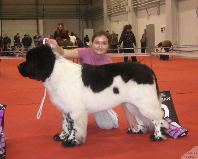 Фото: ньюфаундленд Супер Бизон Арго (Super Bizon Argo)