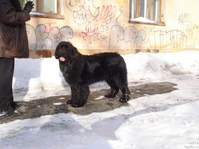 Фото: ньюфаундленд Фелиция