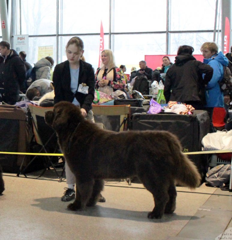 Фото: ньюфаундленд Чарли Де Бест Хелфи Пэл (Charli The Best Helfi Pel), Мария Шмелева