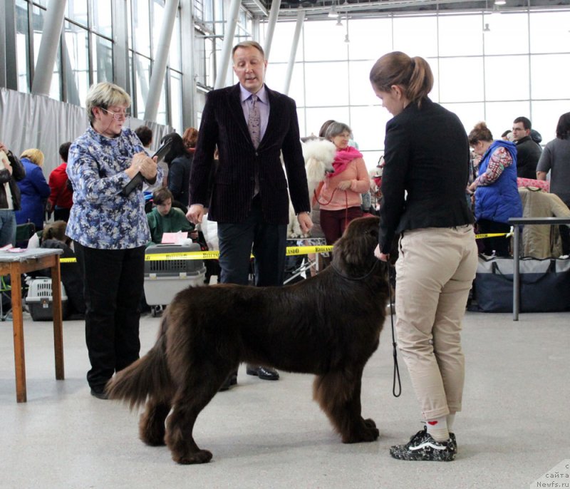 Фото: ньюфаундленд Браунблад МСК Ауди Рэд Лэсс (Brownblood MSK Audi Red Less), Мария Шмелева