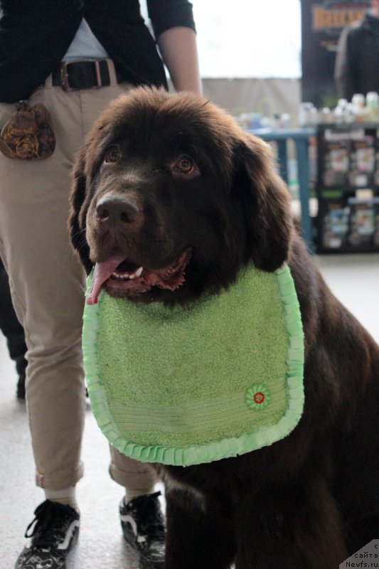 Фото: ньюфаундленд Браунблад МСК Ауди Рэд Лэсс (Brownblood MSK Audi Red Less)