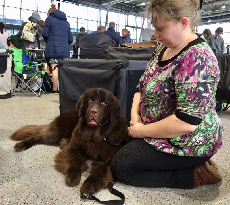 Фото: ньюфаундленд Браунблад МСК Дрими Эйн (Brownblood MSK Drimi Ein)