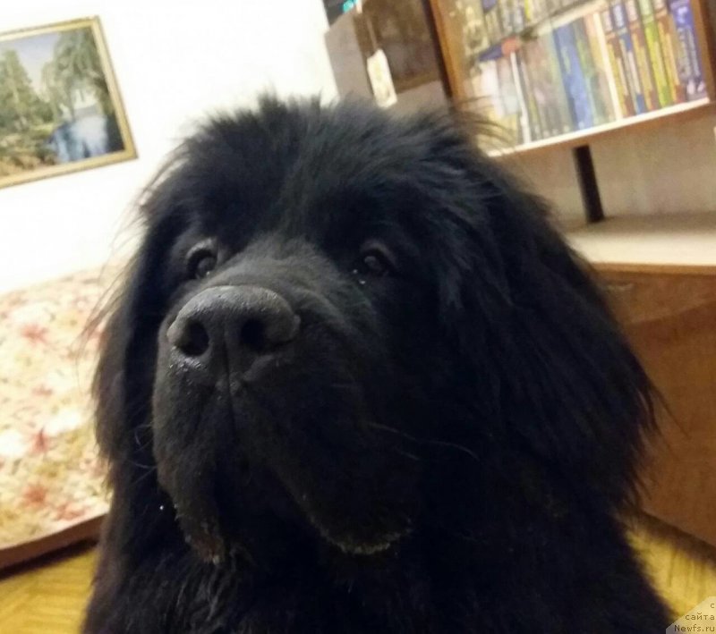 Фото: ньюфаундленд Империал Рашен Голд