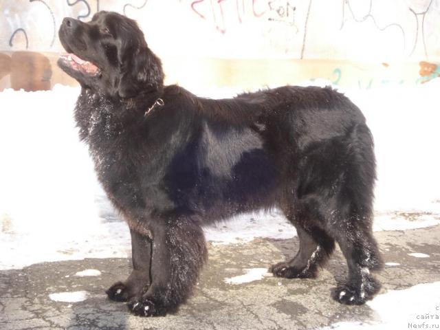 Фото: ньюфаундленд Фелиция