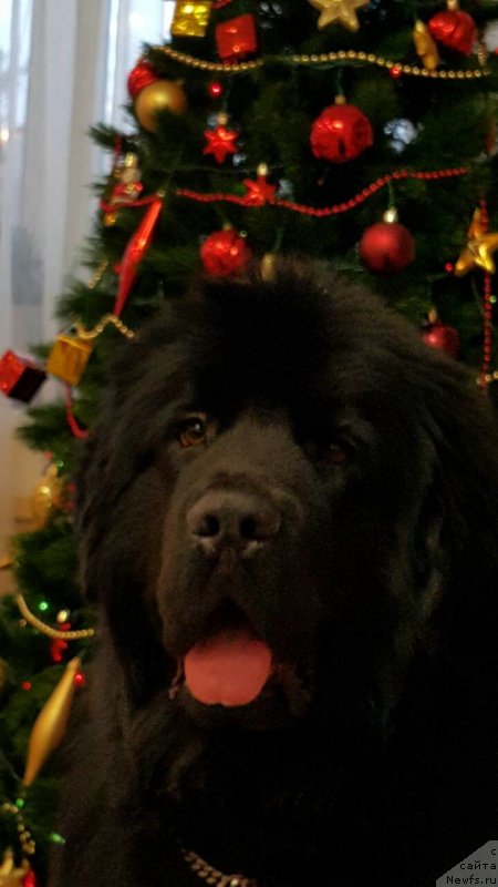 Фотография № 233110