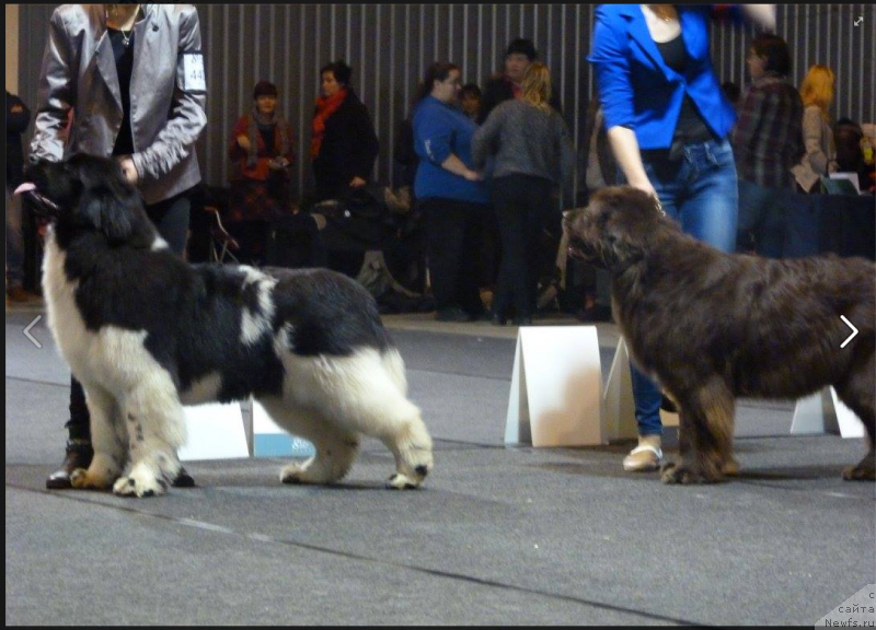 Фото: ньюфаундленд Терра Виктория Захира