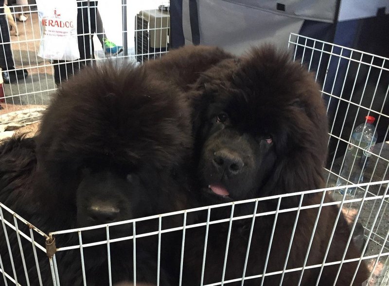 Фотография № 233116