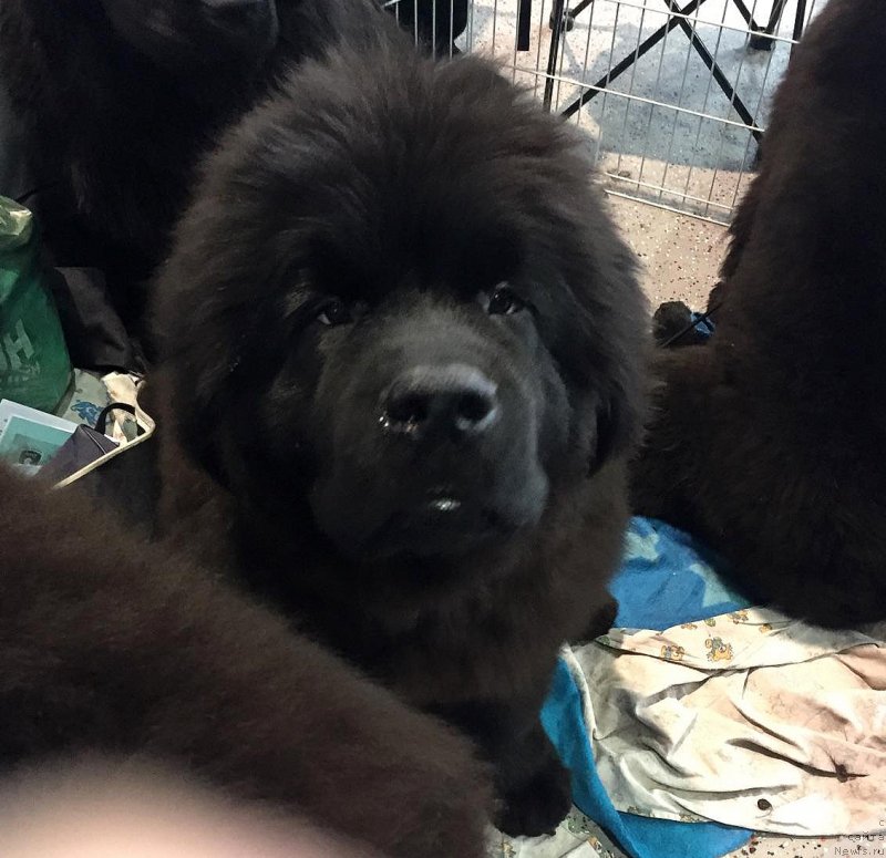 Фотография № 233117