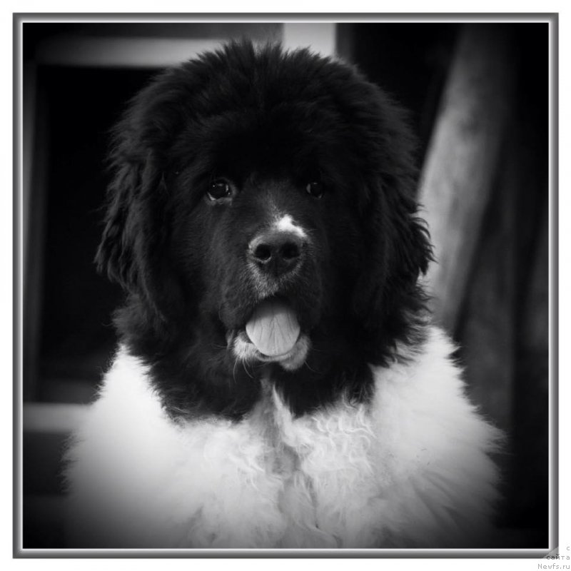 Фото: ньюфаундленд Супер Премиум Юелена Принцесс оф Россия (Super Premium Yelena Princess of Russia)