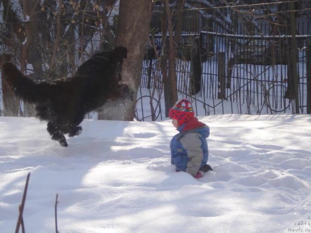 Фото: ньюфаундленд Фелиция