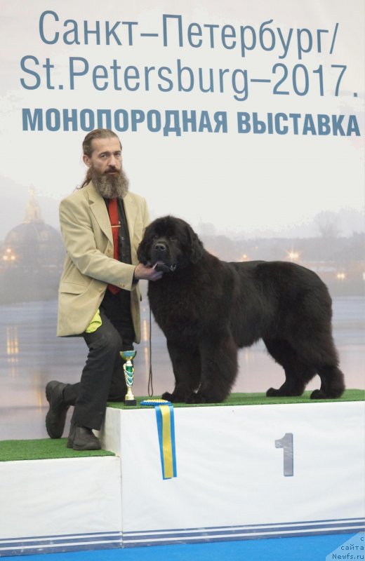 Фото: ньюфаундленд Сент Джонс Юстиния Юлия (Sent Djons Yustiniya Yuliya)