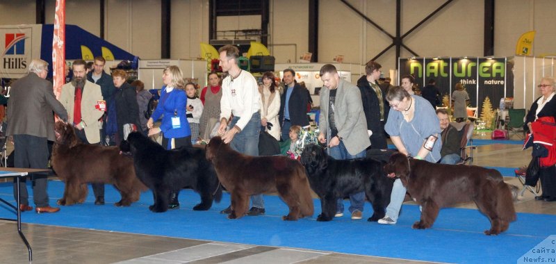 Фото: ньюфаундленд I Follow The Sun de L'Etoile de Cyrice, ньюфаундленд Смигар Агдай Виртус (Smigar Agday Virtus), ньюфаундленд Фанньюф Атлантика (Funnewf Atlantika), ньюфаундленд Смигар Афродита Медичи, ньюфаундленд Фанньюф Арктика (Funnewf Arktika)