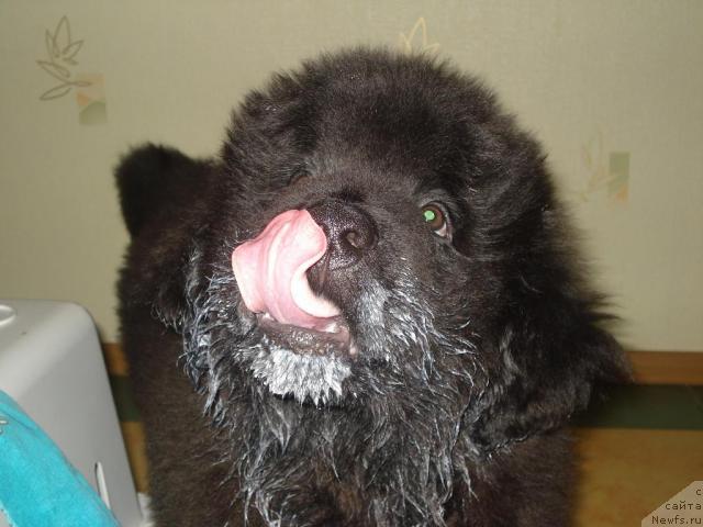 Фото: ньюфаундленд Капитан Ньюфорт