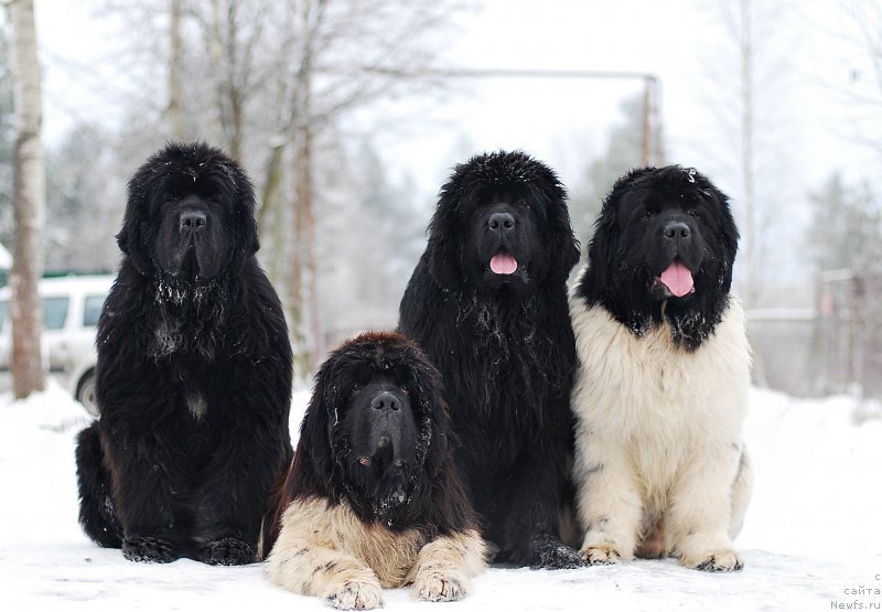 Фото: ньюфаундленд Eros Faundland, ньюфаундленд Mississippi-Missouri Such a Great Boy, ньюфаундленд Флюфи Аваланч Центнер (Fluffy Avalanche Centner), ньюфаундленд Монферран из Антаграда