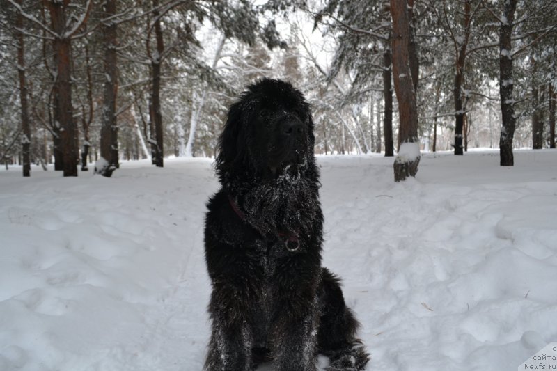Фото: ньюфаундленд Экселент Бьюти