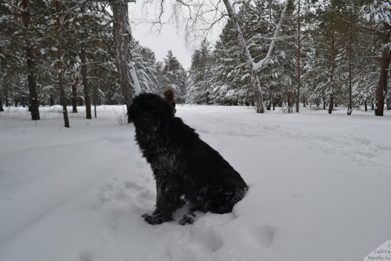 Фото: ньюфаундленд Экселент Бьюти
