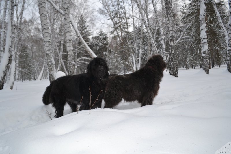 Фото: ньюфаундленд Экселент Бьюти, ньюфаундленд Аквамариновая Красотка для Марлеон