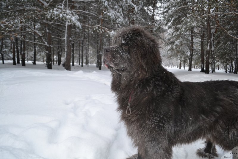 Фото: ньюфаундленд Аквамариновая Красотка для Марлеон