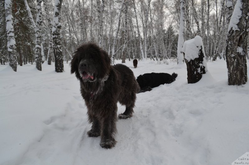 Фото: ньюфаундленд Аквамариновая Красотка для Марлеон