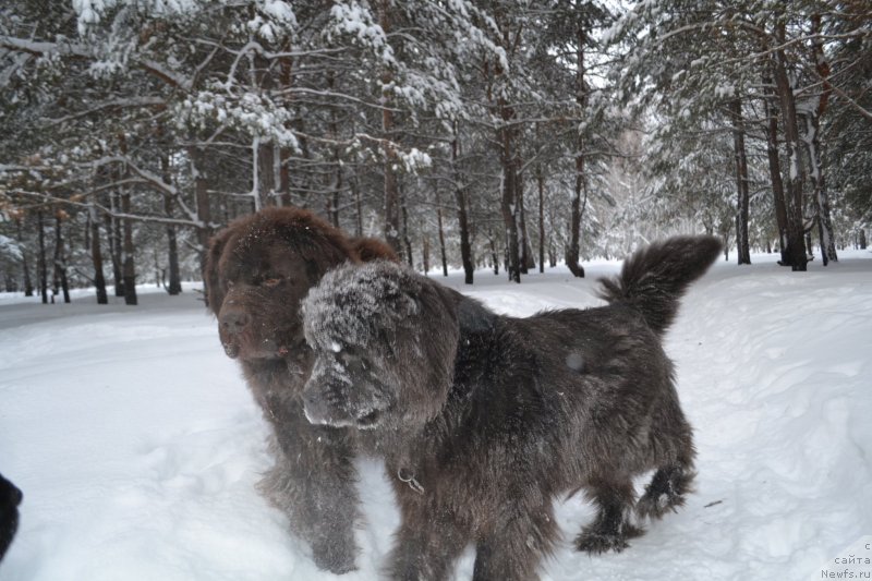 Фото: ньюфаундленд Аквамариновая Красотка для Марлеон, ньюфаундленд Черный Шарм Амбер Бест Дог ФО Марлеон