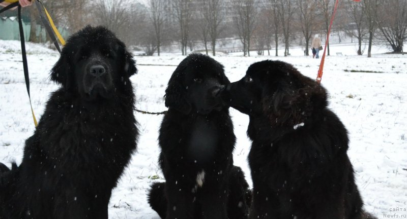 Фотография № 233160