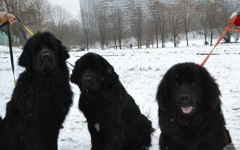 Фотография № 233161