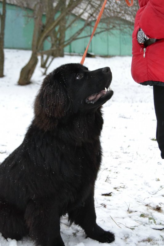 Фотография № 233162