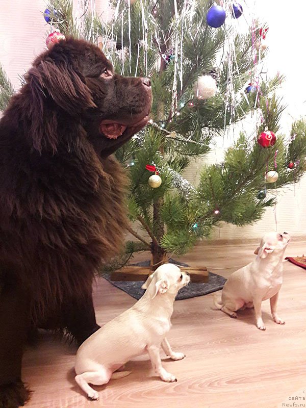 Фотография № 233168