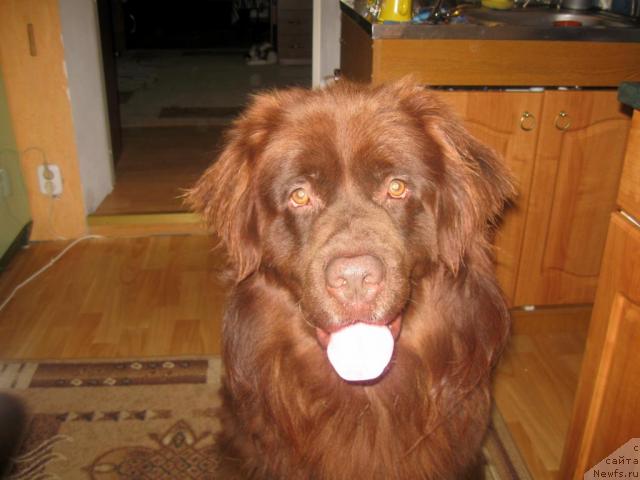 Фото: ньюфаундленд Бонд