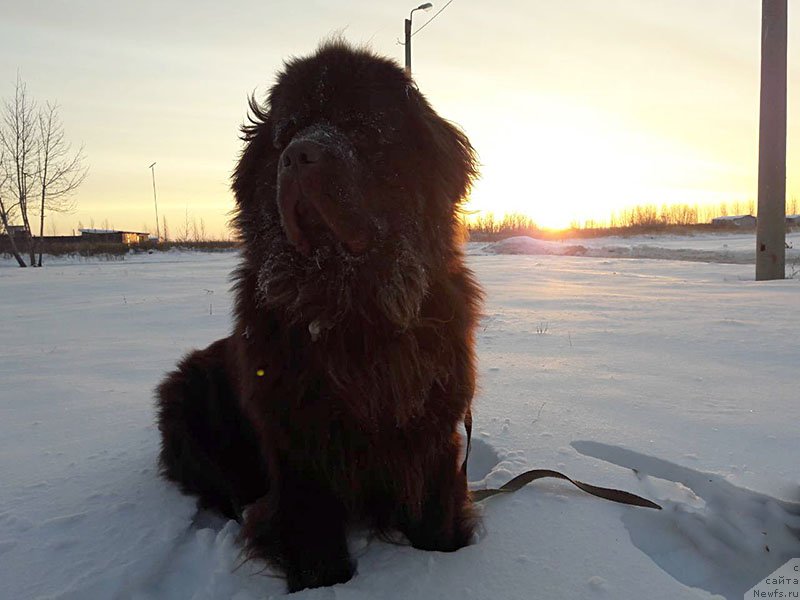 Фото: ньюфаундленд Вересковый Мёд с Берега Дона (Vereskovyj Mjod s Berega Dona)
